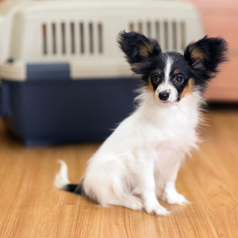 A cute dog standing in front of a pet crate is being dropped off at The Pup Hub for Dog and Puppy Boarding in Marietta.