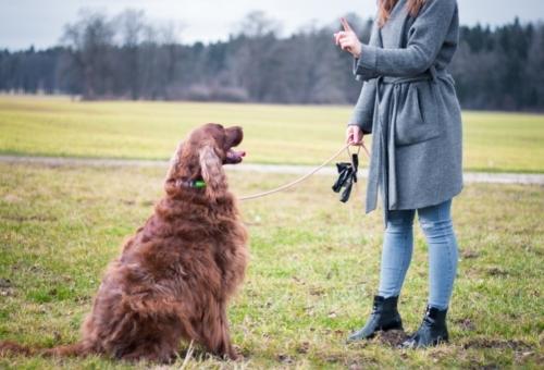 A lady giving a large dog commands during a private dog training lesson in Marietta by an expert dog trainer at the Pup Hub.