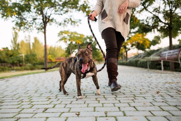 Lady walking do in Marietta learning about the common misconceptions about dog behavior.