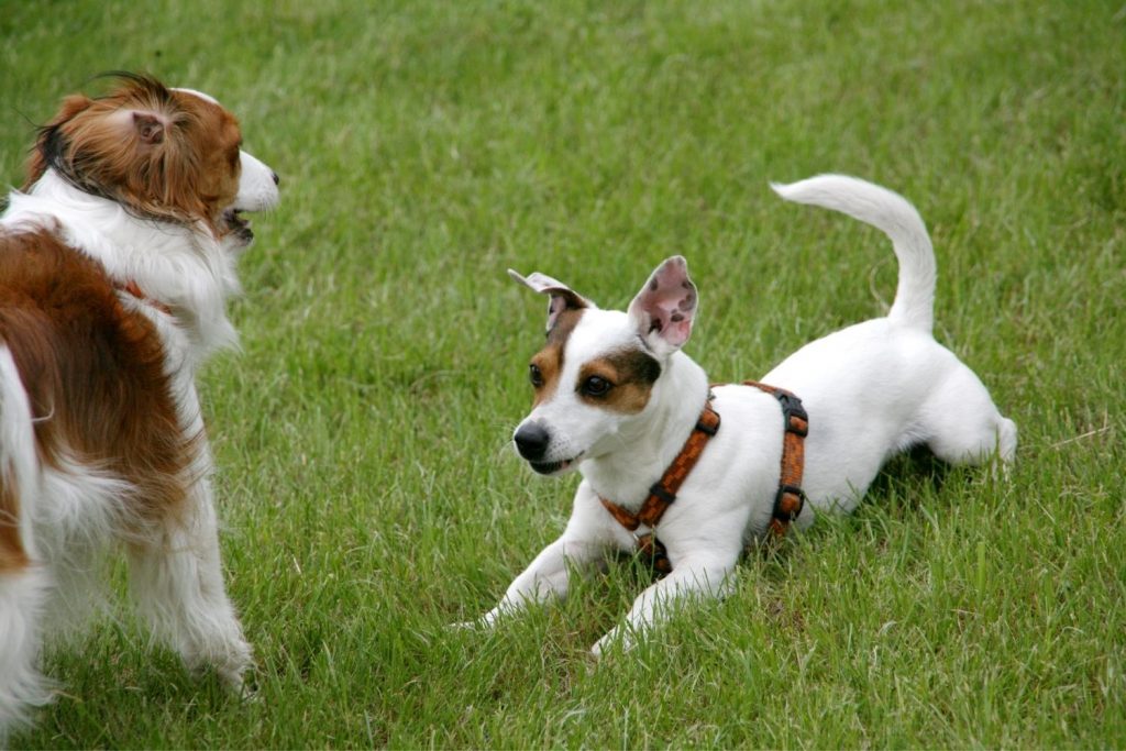 Two puppies playing in the grass while attending Dog Daycare Services in Marietta at the Pup Hub.