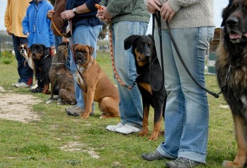 Six dogs line up with their owners on leashes attending Dog Group Training lessons at the Pup Hub in Marietta GA.