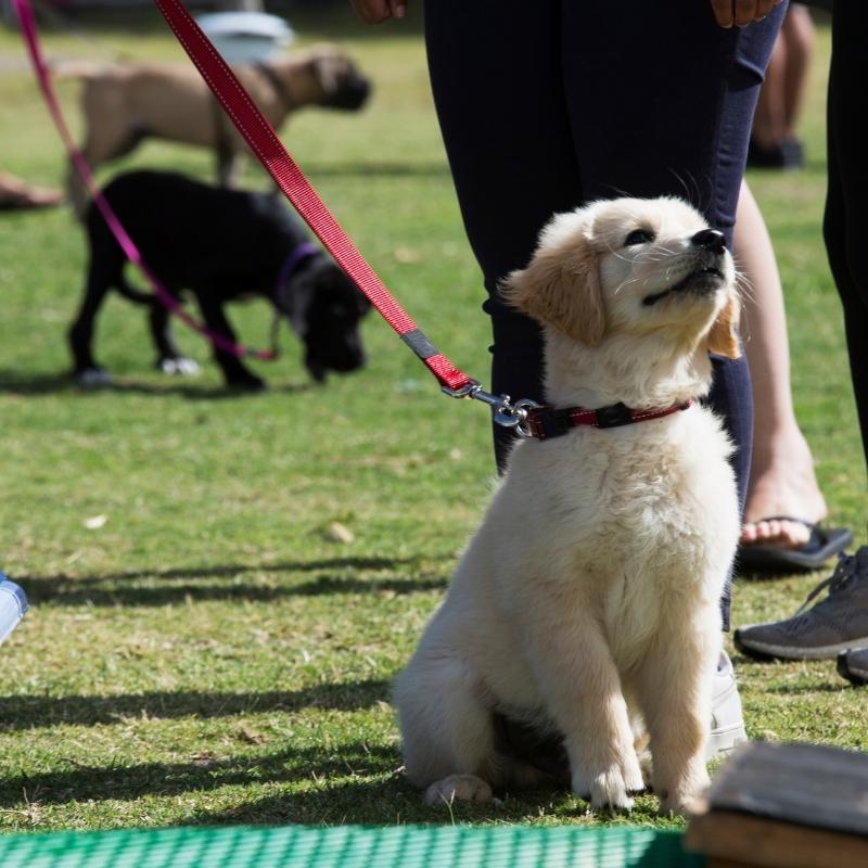 A puppy on a red leash attending a doggy Training class at The Pup Hub of Marietta GA.