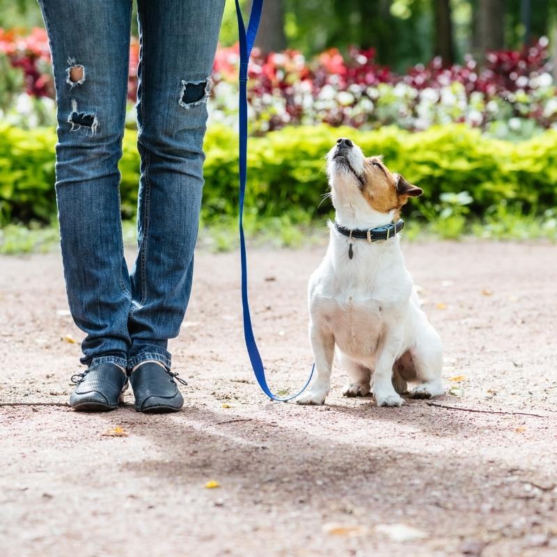 A lady standing next to a small dog attending a do obedience class at The Pup Hub Marietta.