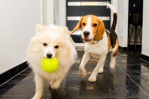 two dogs playing with a ball at the pup hub doggy daycare