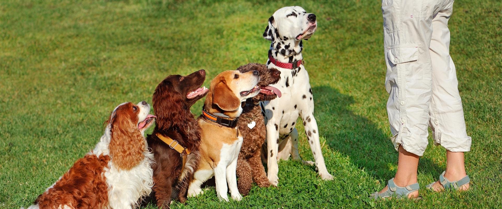 five dogs lined up for the pup hub's dog training programs in marietta