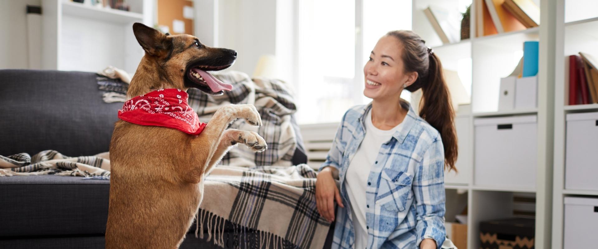 Private dog training lessons at The Pup Hub