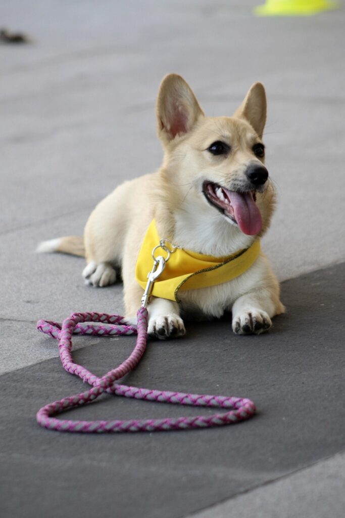 Basic Obedience Dog Training in Marietta GA