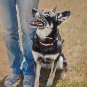 A person standing next to a German shepherd attending a dog training class at The Pup Hub in Marietta Georgia.