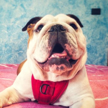 A bulldog at the pup hub dog boarding facility resting contently.