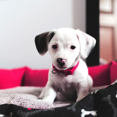 A very tiny puppy laying in a dog bed at the pup hub dog boarding facility.