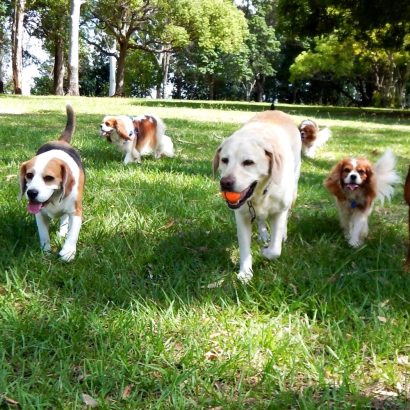 a group of dogs at the pup hub doggy daycare playing outside