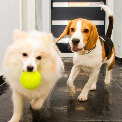 two dogs playing with a ball at the pup hub doggy daycare